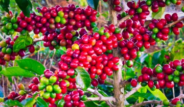 Cùng đà thế giới, giá cà phê nội địa đồng loạt giảm hơn 2.000 đồng/kg