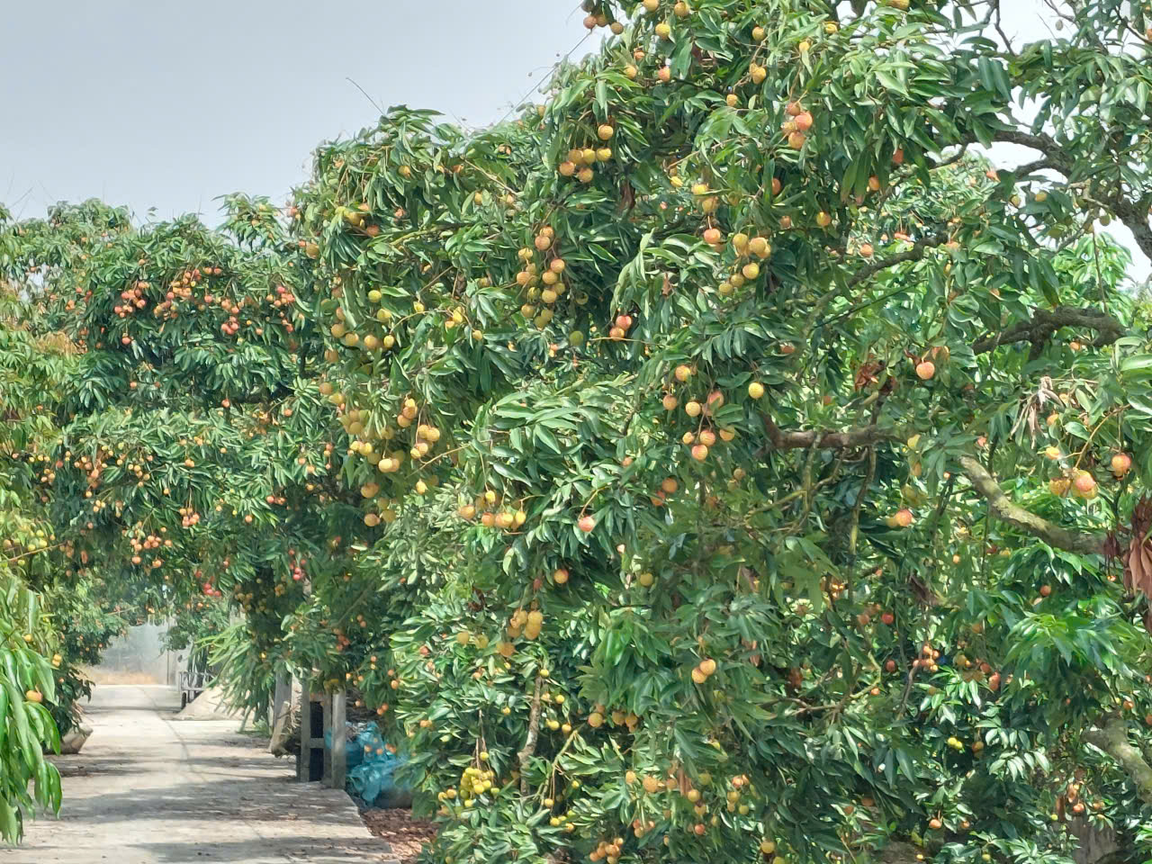 Các HTX đang nỗ lực gia tăng chất lượng quả vải để bù đắp cho việc giảm sản lượng do thời tiết.