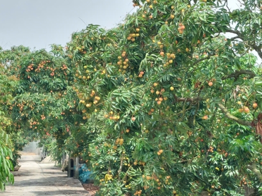 Các HTX đang nỗ lực gia tăng chất lượng quả vải để bù đắp cho việc giảm sản lượng do thời tiết.