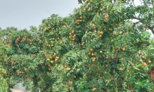 Các HTX đang nỗ lực gia tăng chất lượng quả vải để bù đắp cho việc giảm sản lượng do thời tiết.