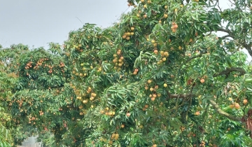 HTX trồng vải Hải Phòng nâng cao chất lượng đặc sản