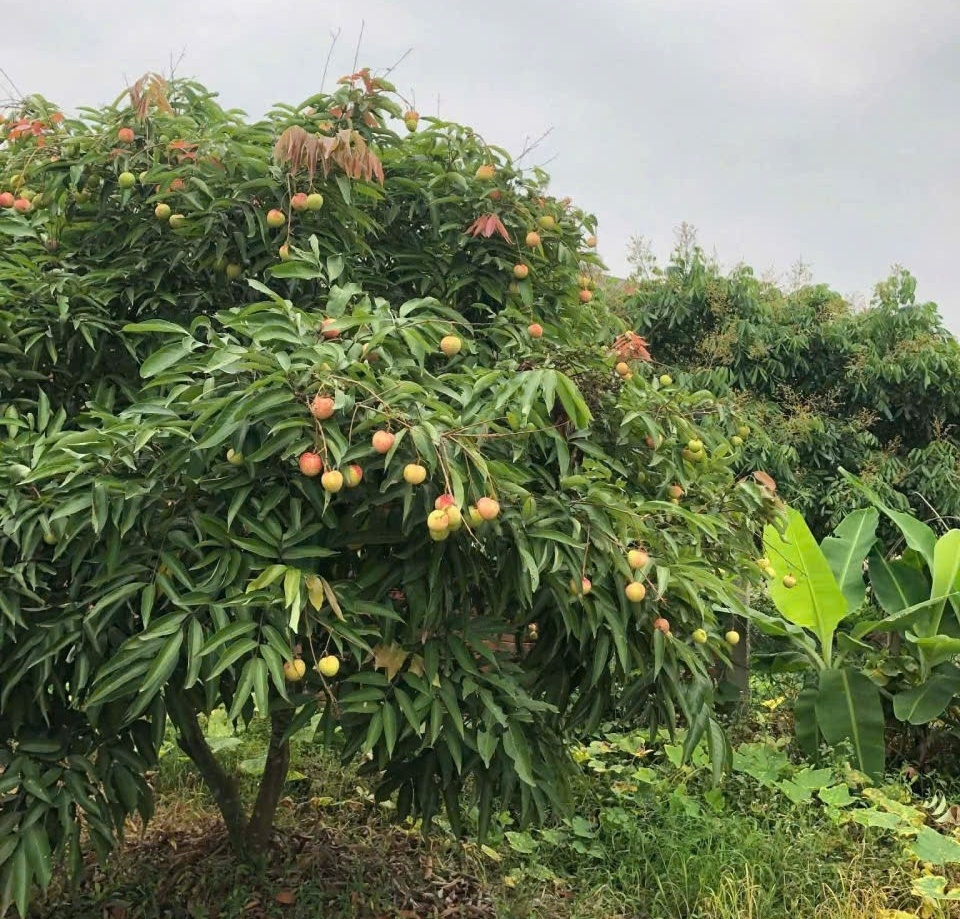 Nhìn chung, các giống vải tại Hải Phòng năm nay đều cho sản lượng quả ít hơn năm ngoái.
