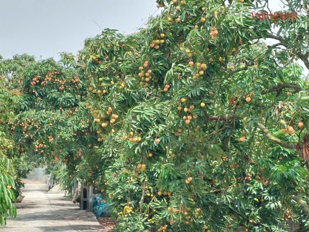 Người trồng vải và ngành nông nghiệp đang nỗ lực gia tăng chất lượng quả vải để bù đắp thiệt hại về sản lượng do thời tiết.