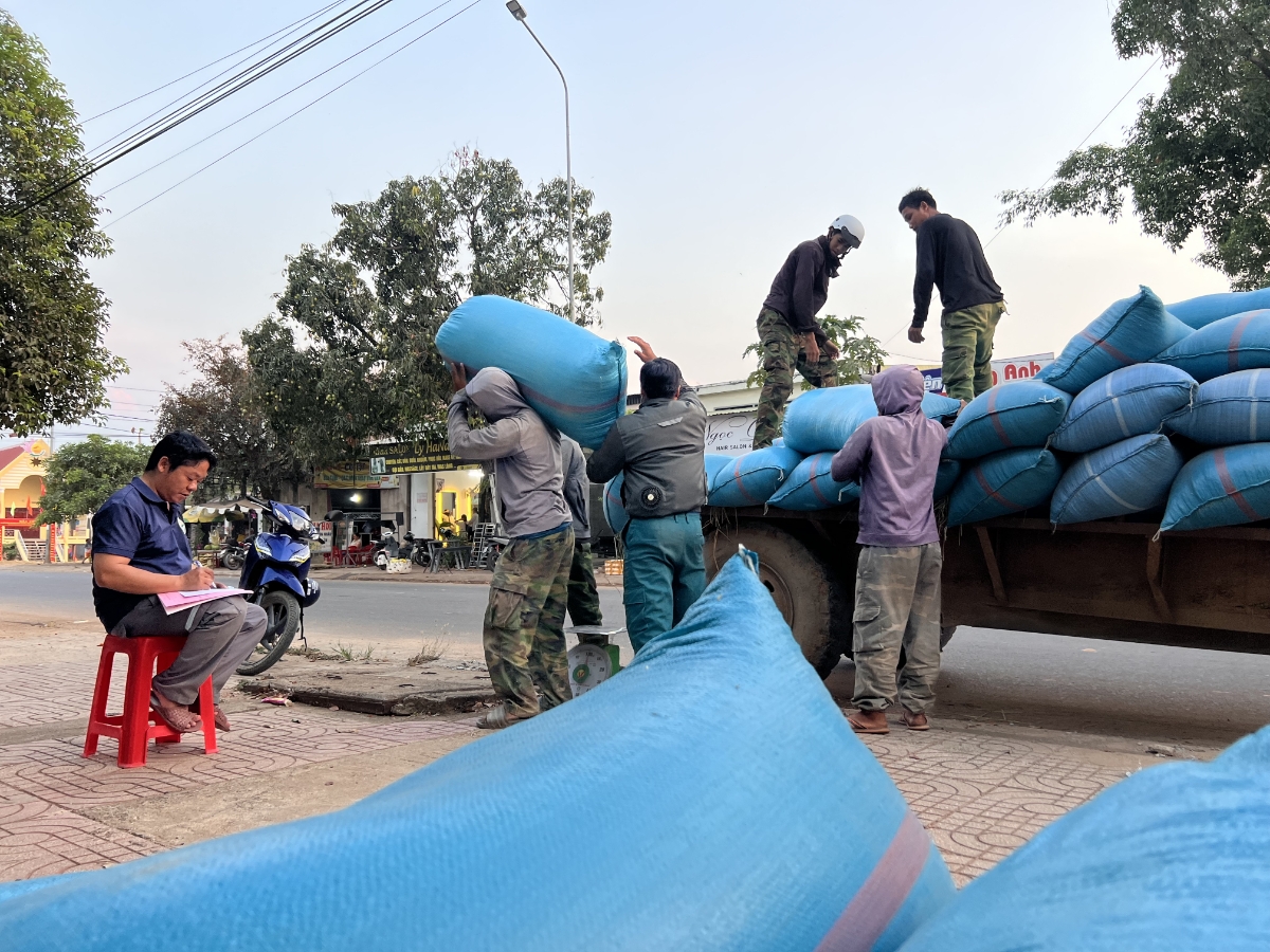 HTX thu mua lúa gạo cho người dân.