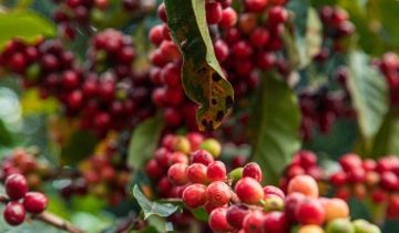 Cú hích từ sàn thế giới, giá cà phê đồng loạt tăng 300 đồng/kg