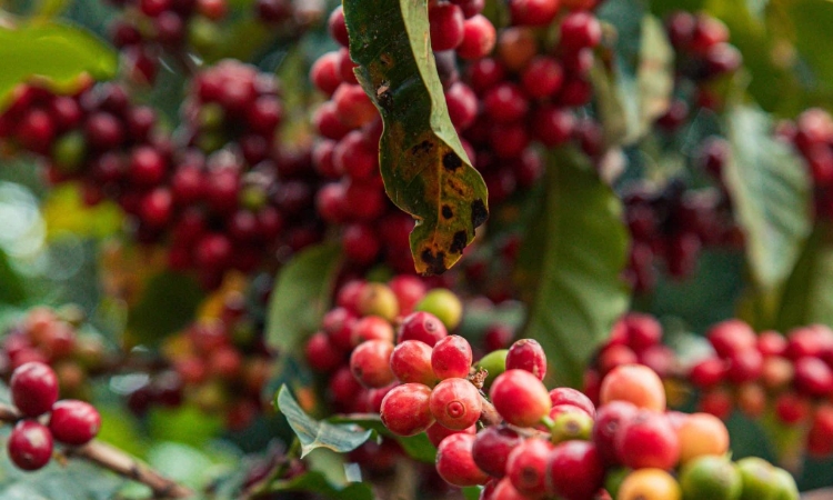 Cú hích từ sàn thế giới, giá cà phê đồng loạt tăng 300 đồng/kg