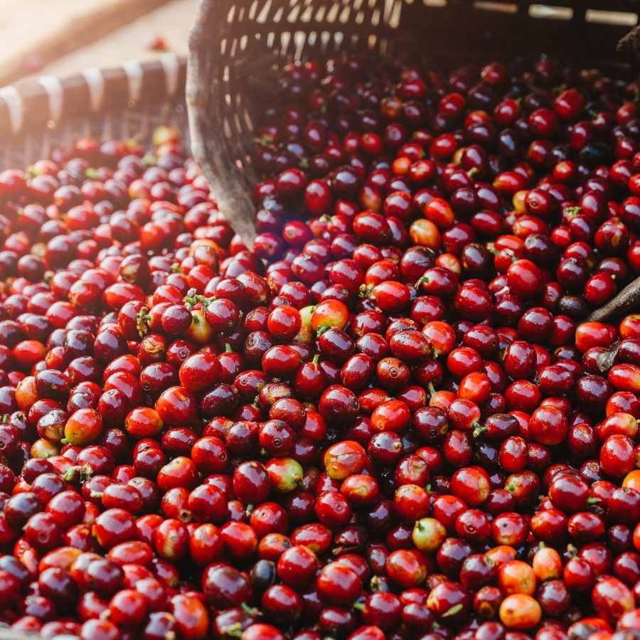 Giá cà phê tăng 2.000 đồng/kg tại các vùng trồng trọng điểm.