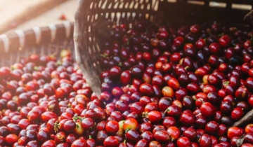 Tiếp đà tăng, giá cà phê tiến sát ngưỡng 88.000 đồng/kg