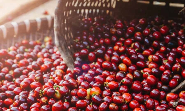 Tiếp đà tăng, giá cà phê tiến sát ngưỡng 88.000 đồng/kg