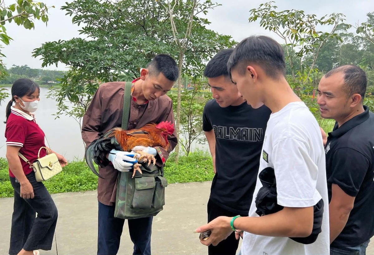 Giống gà 9 cựa sẽ xuất hiện tại không gian Lễ hội.