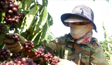 Ngược chiều thế giới, giá cà phê trong nước giảm 500 đồng/kg