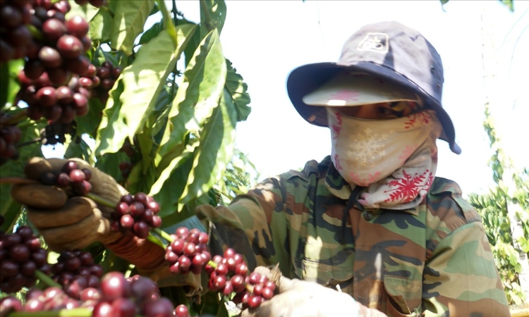 Ngược chiều thế giới, giá cà phê trong nước giảm 500 đồng/kg