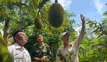Thiếu “tấm vé sạch”, HTX khó vào chuỗi xuất khẩu