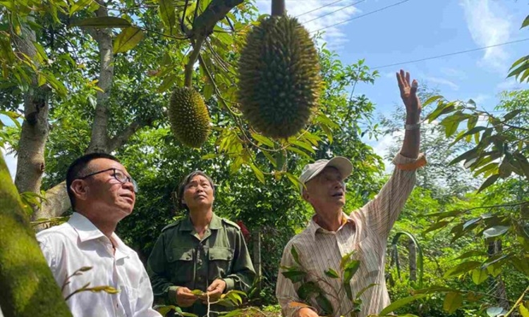 Thiếu “tấm vé sạch”, HTX khó vào chuỗi xuất khẩu