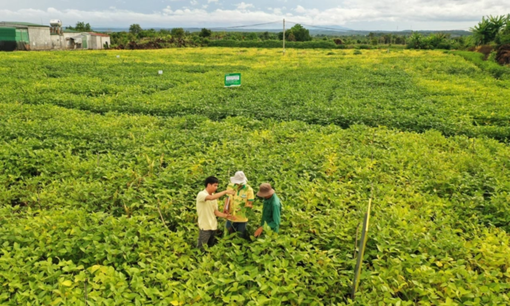 Câu chuyện