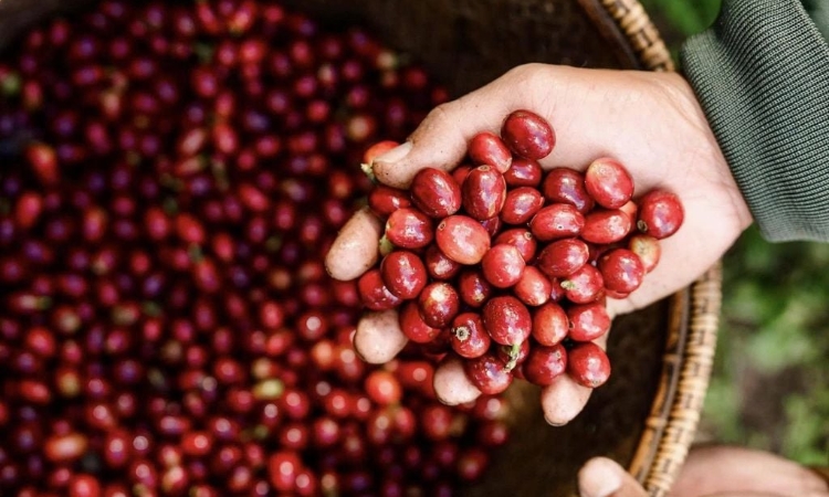 Thị trường khởi sắc, giá cà phê tăng 1.000 đồng/kg