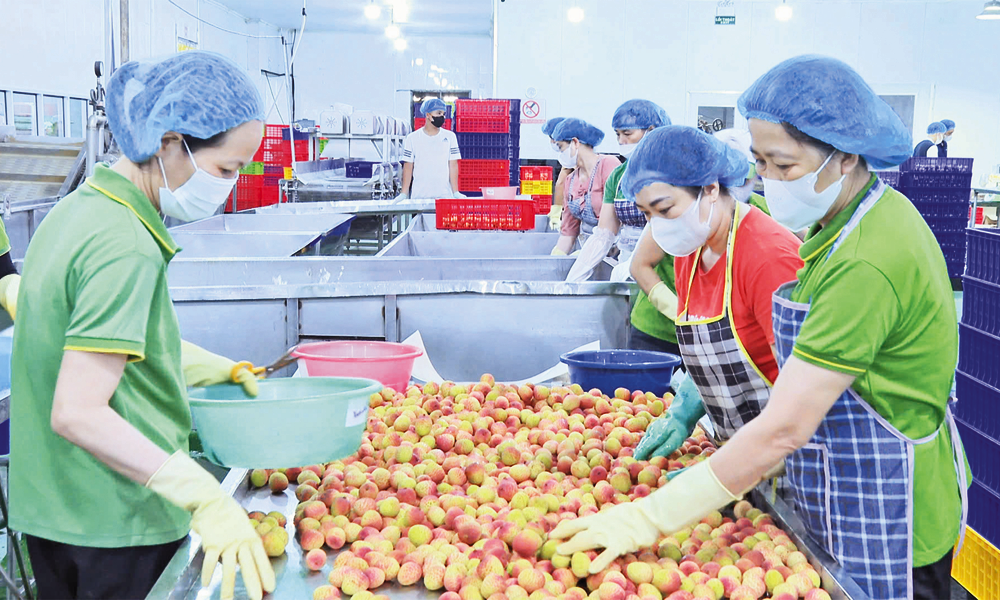 Sơ chế vải thiều trước khi bảo quản, xuất khẩu.