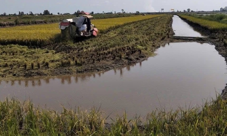 HTX kiểu mới là lời giải cho bài toán nâng giá trị gạo Việt