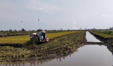 HTX kiểu mới là lời giải cho bài toán nâng giá trị gạo Việt