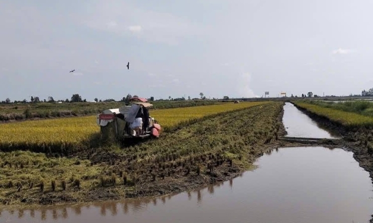 HTX kiểu mới là lời giải cho bài toán nâng giá trị gạo Việt