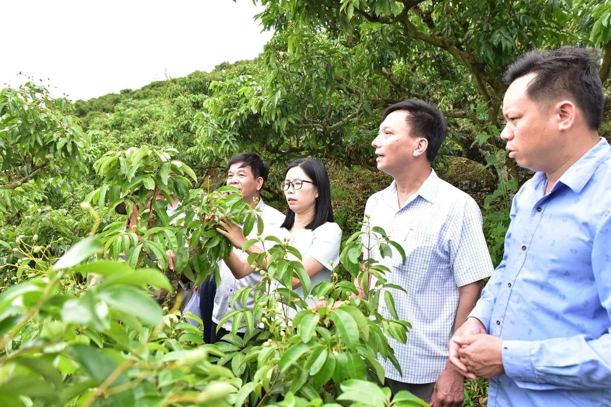 Năm 2026, toàn tỉnh có 29.800 ha vải thiều, sản lượng ước đạt 95.068 tấn, tương đương 59,5% kế hoạch.