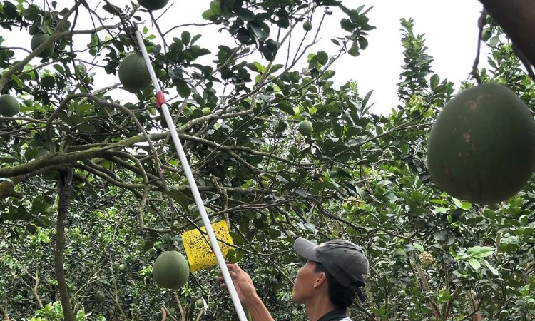 Thị trường không thiếu người mua, chỉ thiếu nông sản đạt chuẩn