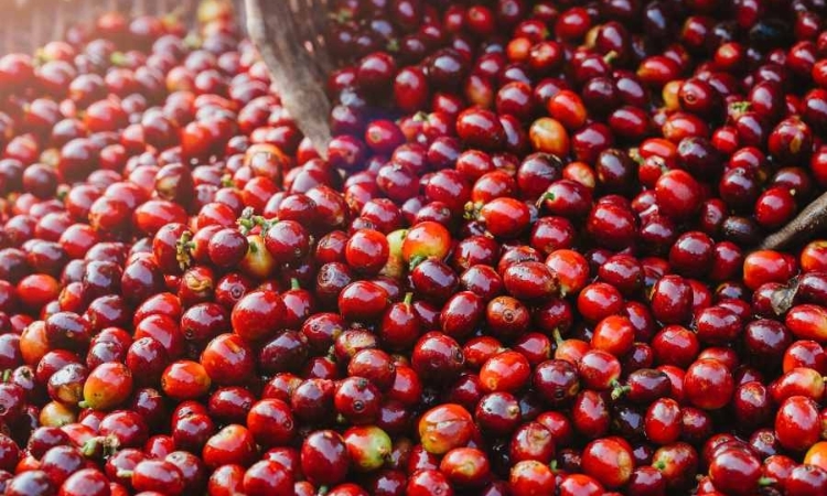 Cà phê tăng 100 đồng/kg, thị trường tìm điểm tựa mới