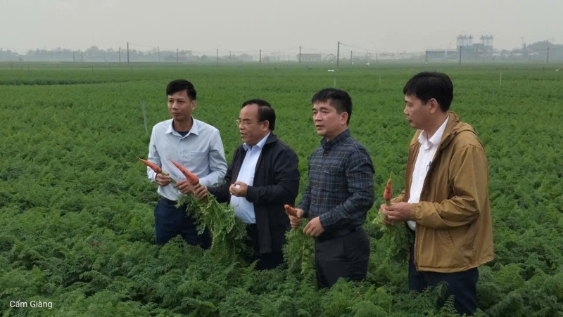 Lãnh đạo Liên minh HTX Tp Hải Phòng thăm và làm việc tại cánh đồng trồng cà rốt xuất khẩu ở phía Tây TP Hải Phòng.