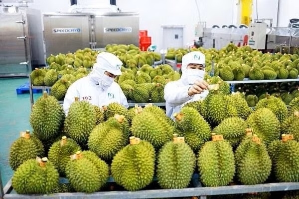 Những vùng trồng tuân thủ quy trình và có liên kết với doanh nghiệp, sẽ được bao tiêu và có giá bán ổn định.