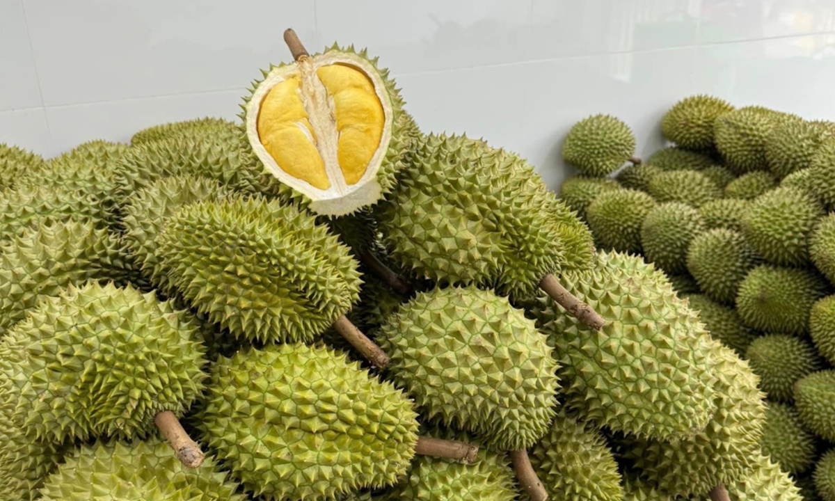 Giá sầu riêng tại ĐBSCL giảm mạnh trong thời gian gần đây.