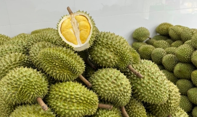 Giá sầu riêng tại ĐBSCL giảm mạnh trong thời gian gần đây.