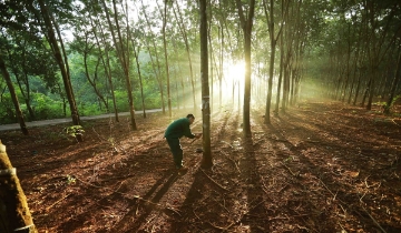 Đáp ứng EUDR: Gỡ