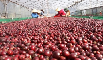 Giá cà phê trong nước tăng nhẹ, robusta thế giới nối dài đà phục hồi