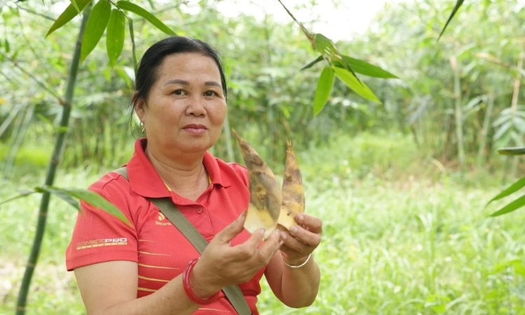Hành trình hồi sinh măng lục trúc nơi vùng quê Ngọc Thiện