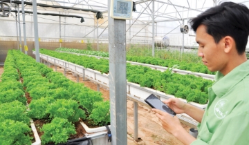 Vì sao startup Việt dễ “đứt gánh giữa đường”?