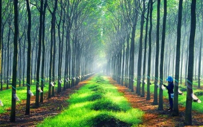 Kết quả kinh doanh tích cực quý I/2026 đã tạo hiệu ứng khả quan cho diễn biến cổ phiếu ngành cao su thời gian gần đây.