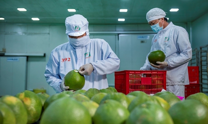 Bưởi và chanh nằm trong nhóm nông sản có lợi thế của Việt Nam.