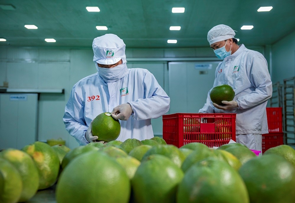 Bưởi và chanh nằm trong nhóm nông sản có lợi thế của Việt Nam.