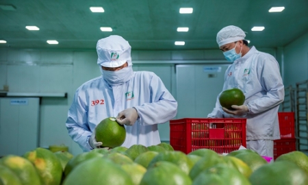 Bưởi và chanh nằm trong nhóm nông sản có lợi thế của Việt Nam.