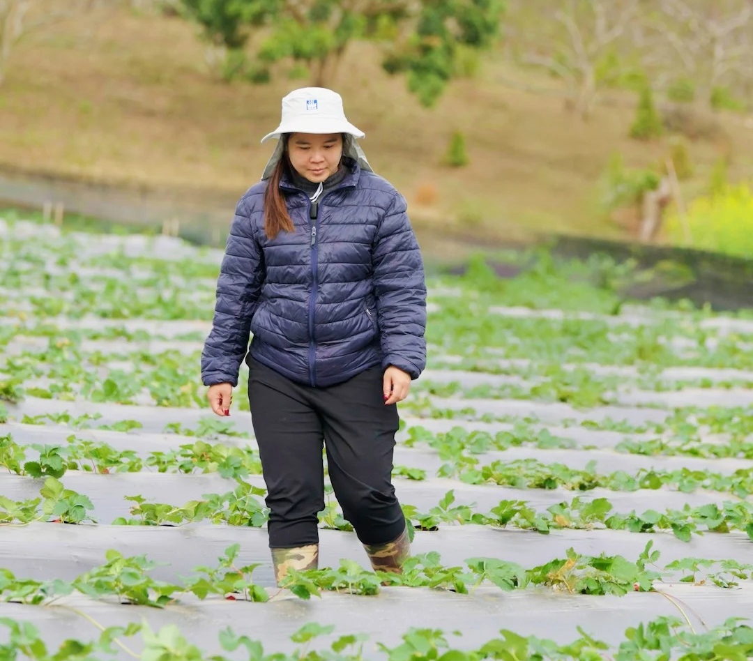 Thay vì chỉ bán nguyên liệu thô, nông dân và các HTX tập trung chế biến sâu, phát triển sản phẩm OCOP nhằm nâng cao giá trị gia tăng.