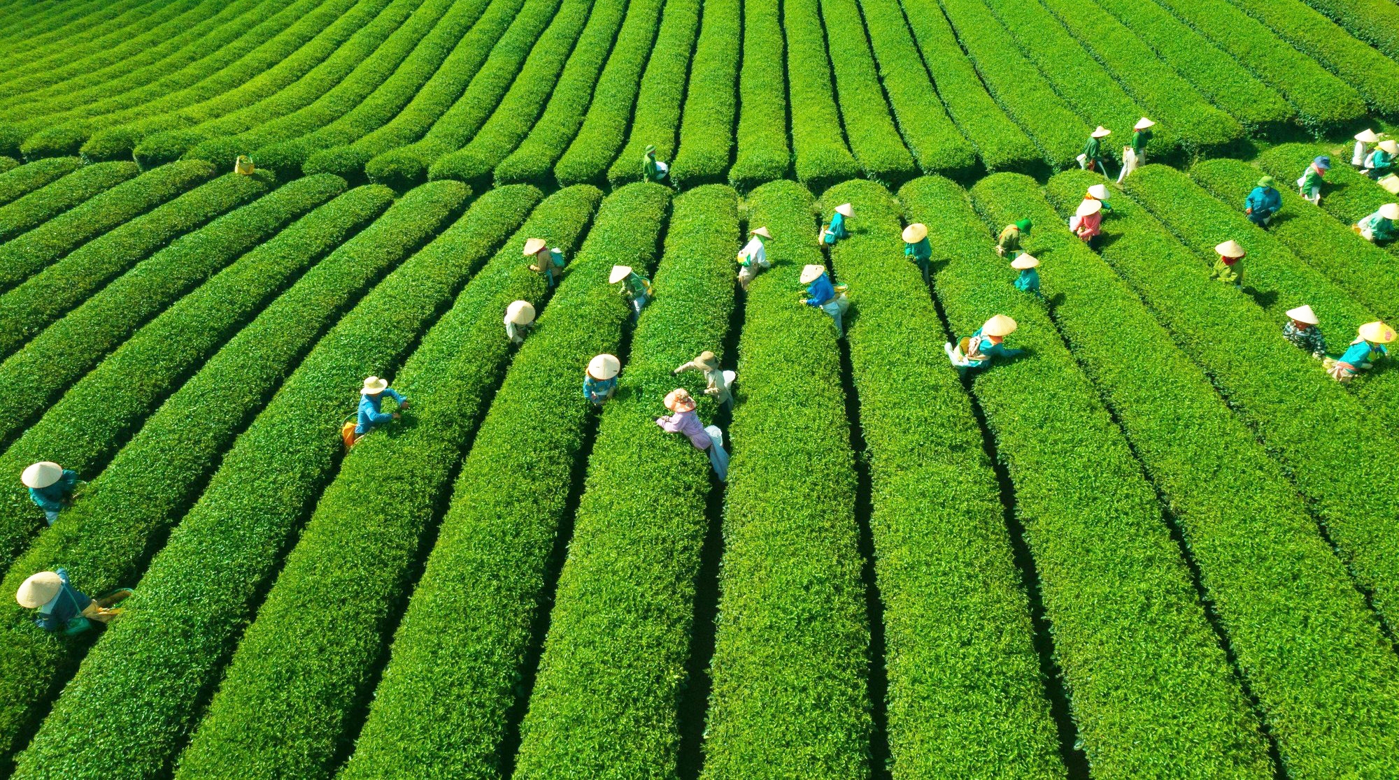 Các HTX đang được hỗ trợ tiếp cận thương mại điện tử, chuyển đổi số, kỹ năng bán hàng online... nhằm giải bài toán “được mùa mất giá”.