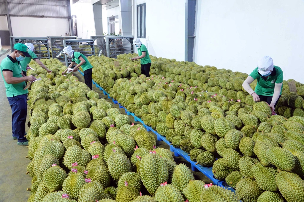 Phó Thủ tướng đề nghị Bộ Công an vào cuộc xử lý nghiêm các hành vi môi giới, mua bán, cho thuê mã số vùng trồng hoặc làm sai lệch kết quả kiểm nghiệm.