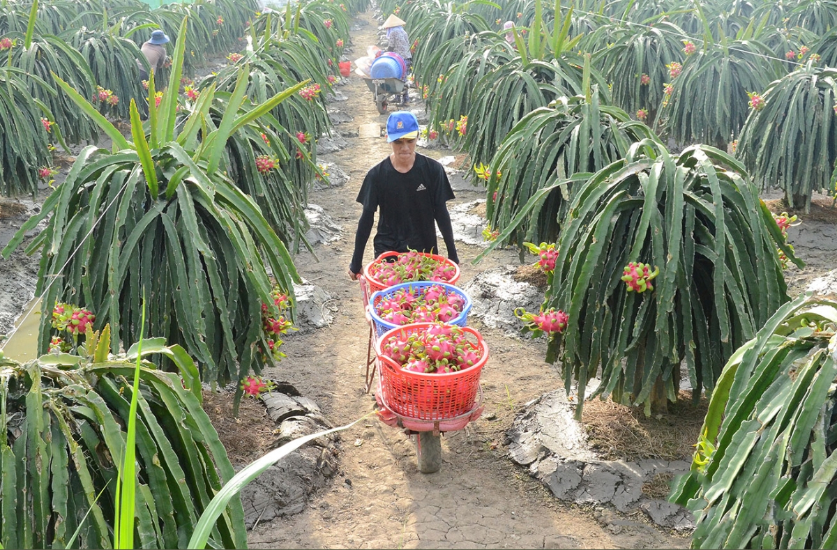 Thanh long ruột đỏ Hưng Thịnh Phát: Hành trình nâng tầm trái ngọt miền Tây
