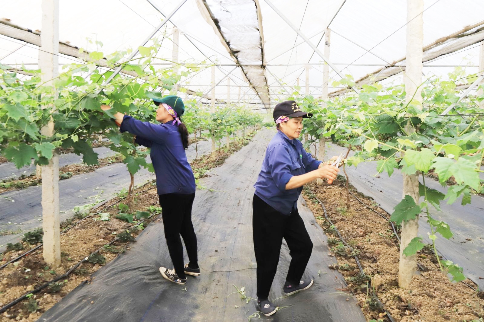 Các HTX ngày càng quan tâm đến vấn đề sở hữu trí tuệ, truy xuất nguồn gốc và bảo hộ thương hiệu.