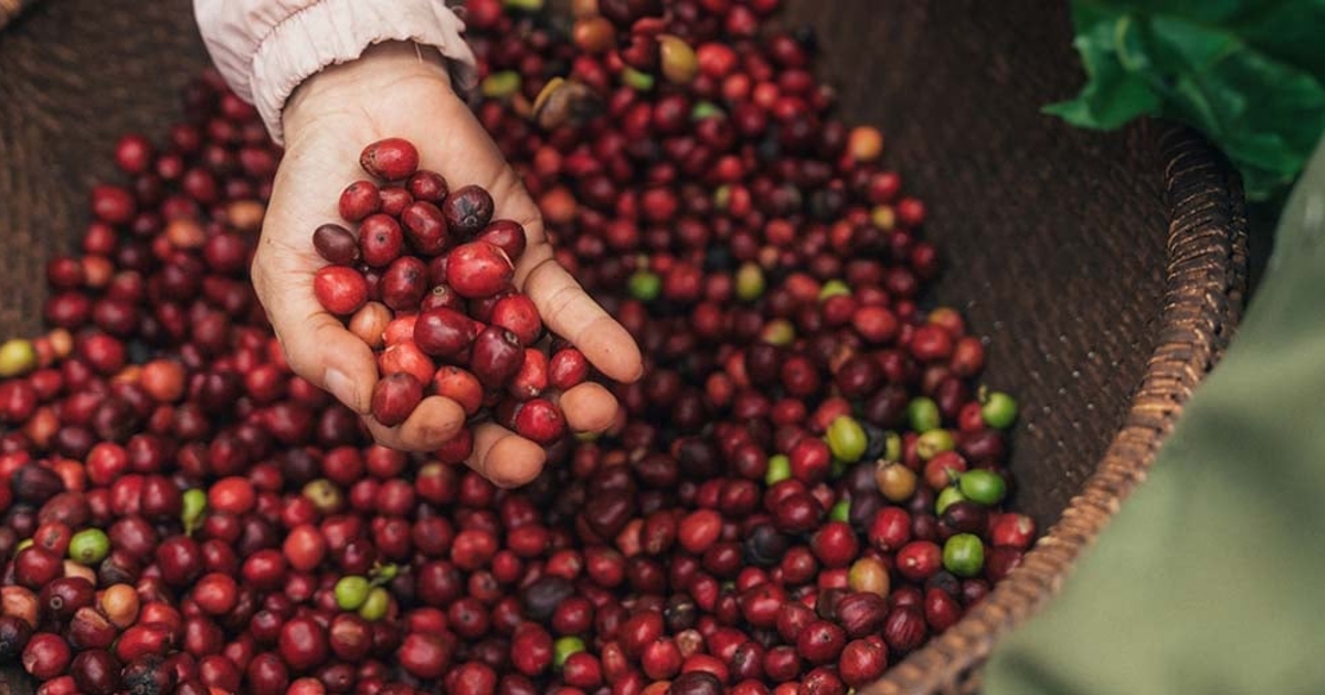 Giá cà phê trong nước quay đầu giảm mạnh, mất hơn 1.000 đồng/kg