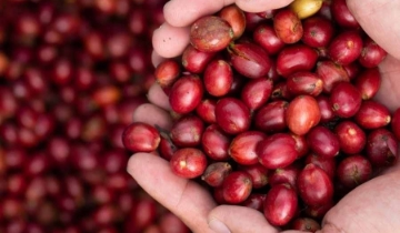 Giá cà phê quay đầu giảm mạnh, Tây Nguyên mất tới 1.200 đồng/kg