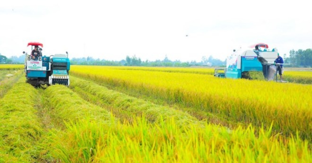 Lúa Phát Thải Thấp: Việt Nam Tiên Phong Ngành Nông Nghiệp