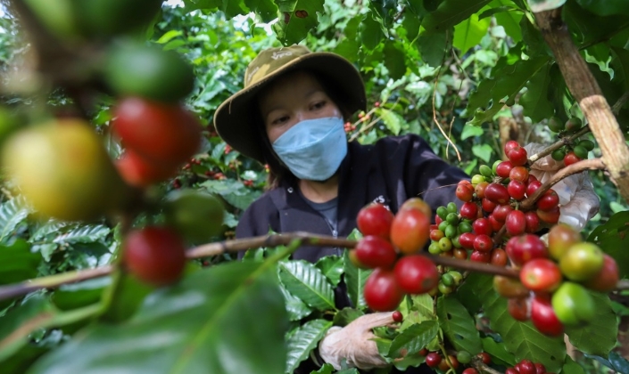 Giá cà phê mất mốc 88.000 đồng/kg