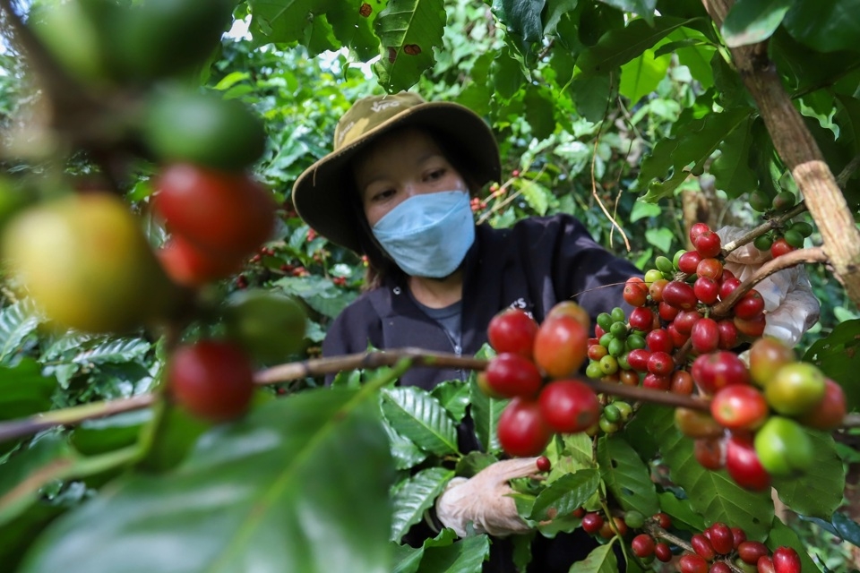 Giá cà phê ngày 19/5 giảm ở các vùng trồng.