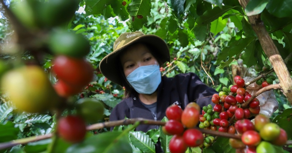 Giá cà phê hôm nay giảm mạnh, mất mốc 88.000 đồng/kg